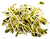 some alfalfa sprouts