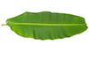 1 leaf banana leaves