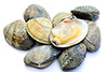 1  fresh clams
