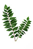 1 sprig curry leaves