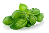 20 leaf basil