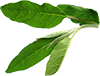10 leaf fresh sage