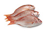 15.87 oz red grouper