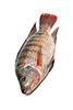 15.87 oz red grouper